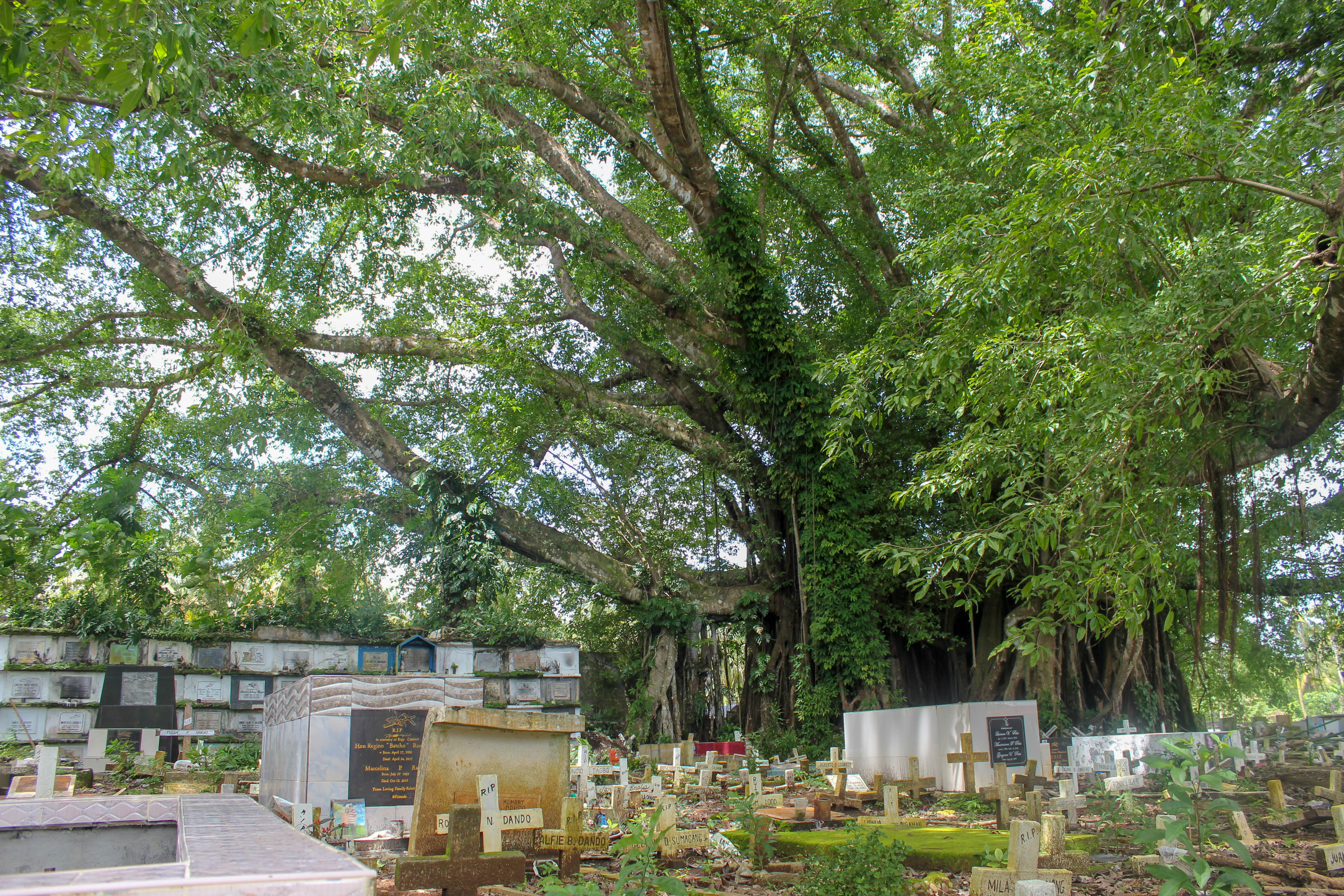 The huge Balete Tree in the middle of the Jimenez Catholic Cemetery
