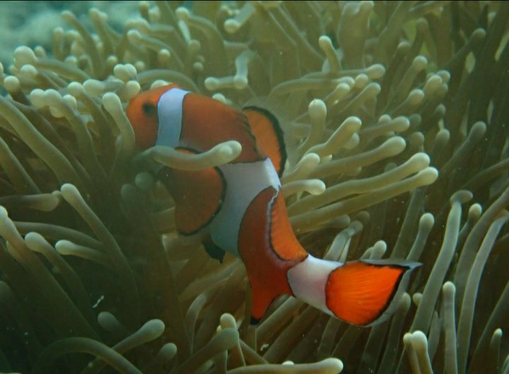 THE PHILIPPINES VOTED ASIA'S LEADING BEACH DESTINATION